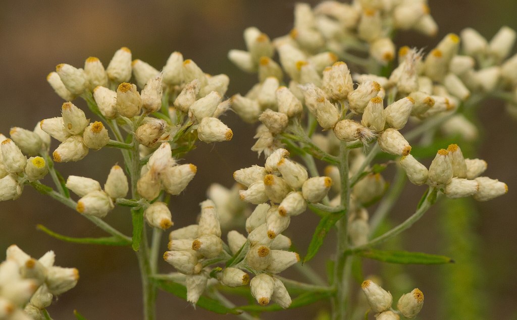 Attribution: Joshua Mayer, wackybadger.jpg