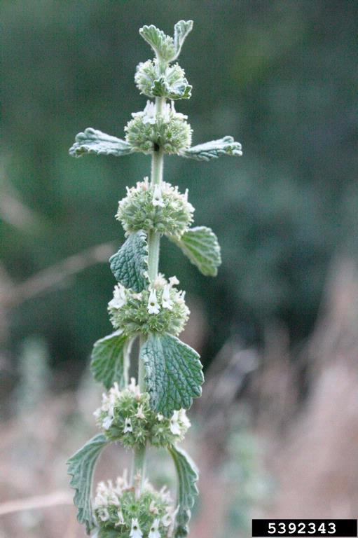 Horehound: A Deeply Rooted Bitter&nbsp;Cure